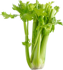 Fresh green celery