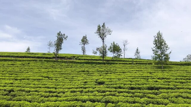 Sri Lanka - tea plantation fields view 