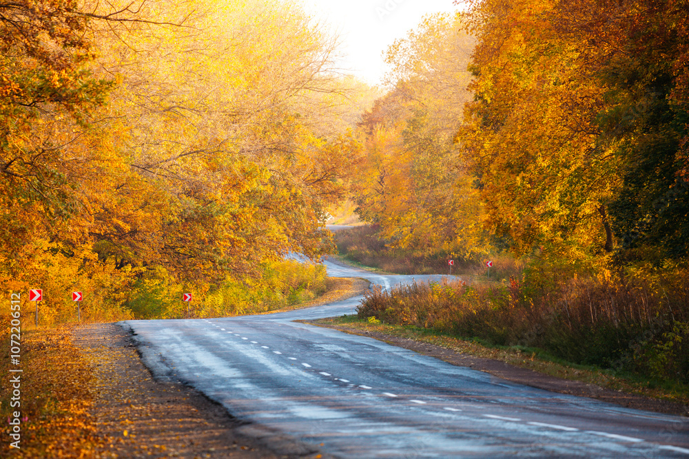 Poster awesome winding road passing through an autumn forest with golden beech trees shining in the sunligh