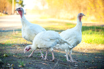 white birds turkeys on country road