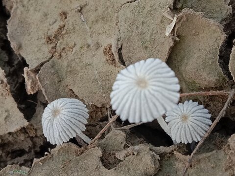 narcissea mushroom body pattern or narcissea fungus or fungi 