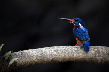 Blue eared Kingfisher with prey on the branch