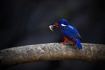 Blue eared Kingfisher with prey on the branch