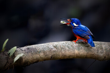 Blue eared Kingfisher with prey on the branch