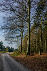 Obraz premium Herbst im Bayerischen Wald