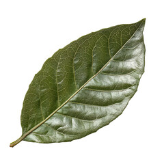 Single green leaf on a white isolated background.