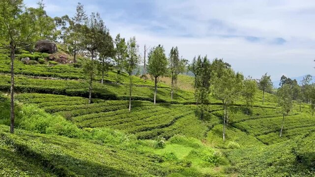Liptons Seat tea plantation view - Sri Lanka