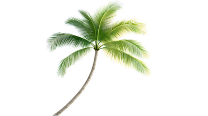 Obraz premium Serene palm tree illustration with gentle curves and vibrant leaves