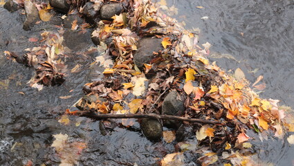 Leaves caught in stream