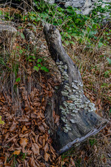 Herbst im Bayerischen Wald