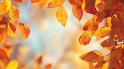 autumn with a defocused glow resembling gentle sunlight and sharp images of leaves changing color at different stages prominently displayed