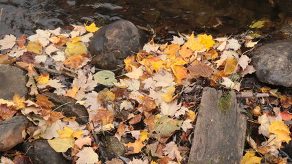 A leaf dam