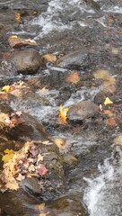 Rapids