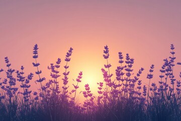 Sunset glow behind lavender silhouettes: tranquil nature scene for calm and peace