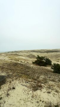 An expansive view of the sandy dunes at Efa Height on the Curonian Spit, with sparse vegetation and distant pine trees along the horizon. The soft, overcast sky enhances the tranquil atmosphere of