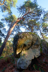 GR1 long-distance footpath and boulders in the Cuvier-Chatillon rock. Fontainebleau forest 