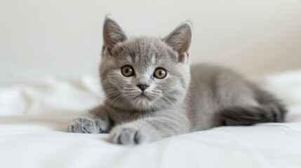 A cute gray kitten is lying on a white blanket and looking at the camera