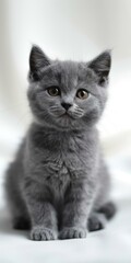 A cute gray kitten is sitting on a white table looking at the camera