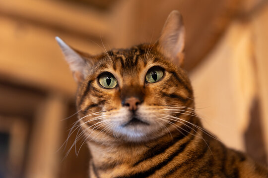 Inside portrait of curious Bengal Cat. The tameness of a domestic tabby and the beauty of an Asian Leopard Cat. Cat with dark markings around the eyes and the ears, coats have a unique, plush feel.