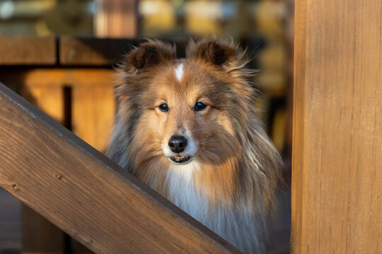 Black white with sable tan shetland sheepdog, sheltie outdoors portrait. Adorable small collie, little lassie head. Herding dog of Shetland Islands of Scotland. Intensely loyal, affectionate companion