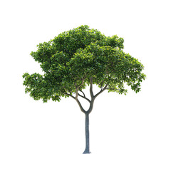 Obraz premium [Transparent Background PNG]Green Tree Isolated on transparent background