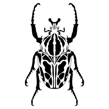 Bug vector graphic. Insect illustration, Goliathus albosignatus boheman, goliathus vector illustration