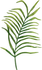 Hand-painted watercolor illustration of  palm leaves