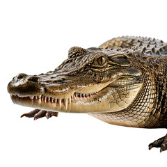 Fototapeta premium Closeup of a crocodile.