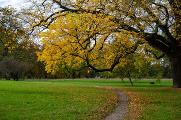 &Auml;ste und Zweige mit herbstlich gef&auml;rbten Laub