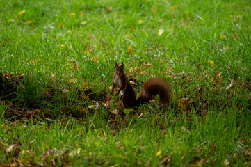 Eichhörnchen auf einer Wiese mit Herbstlaub