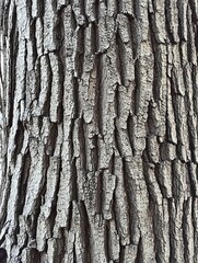 Obraz premium Close-up of textured tree bark, showcasing natural patterns and variations.