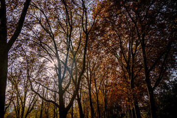 Fototapeta premium Äste und Zweige mit herbstlich gefärbten Blättern