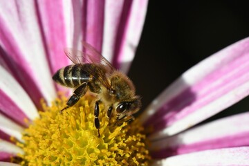 abeille sur fleur de chrysanthème 2