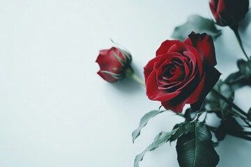 Elegant Red Roses on a Light Background