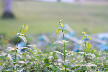 Obraz premium The plants are in a natural setting with a blurred background, suggesting a garden or a nursery. The new growth at the top of the stems indicates healthy development and vitality.