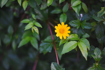 A single yellow flower is in focus. The flower has multiple petals and a small inflorescence in the center. The background is blurred, making the flower the main subject.