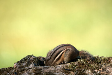 Chipmunk on mossy log stealing bird seed