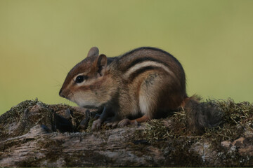 Chipmunk on mossy log stealing bird seed
