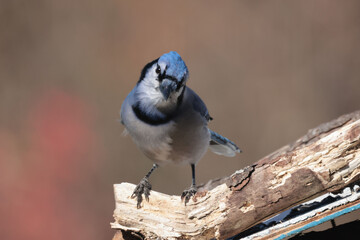 Blue Jays in fall
