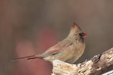 Female Cardinal closeup
