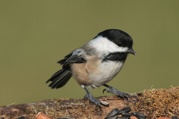 Chickadees with seeds on mossy log