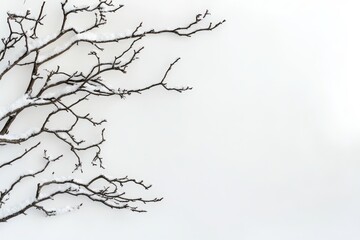 Obraz premium Frost-covered branches with snow against a light blue background, winter nature, frosty morning, seasonal still life, copy space on the left