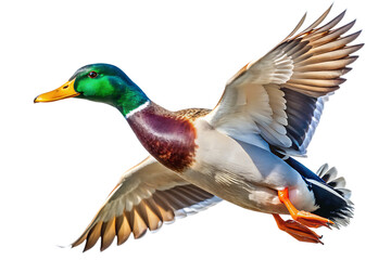 Obraz premium Male Mallard duck drake in flight isolated white background. AI GENERATED 