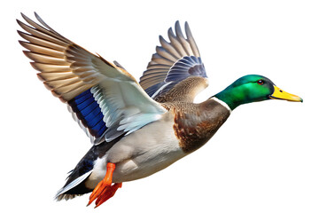 Obraz premium Male Mallard duck drake in flight isolated white background. AI GENERATED 