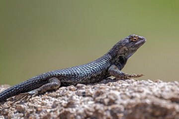 Westlicher Stachelleguan
