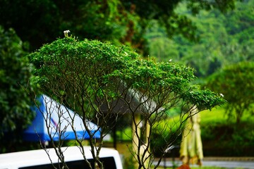 Bonsai rośnie w ogrodzie. Przepiękny krzew rośnie w parku. Egzotyczna roślinność, uformowany krzew, który pnie się do góry.