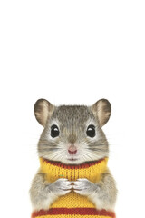 Obraz premium Adorable hamster in cozy sweater on neutral background