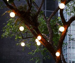 Oświetlone drzewo w parku. Intensywne oświetlenie zawieszone na drzewie w parku. Ciepłe oświetlenie, lampy zawieszone na gałęzi. © Adam