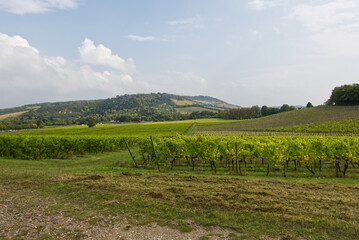 Vineyard and North Downs, Surrey, England