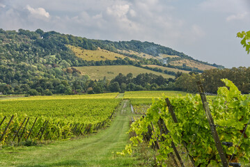 Vineyard on North Downs, Surrey, England